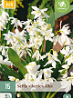 X 15 SCILLA SIBERICA ALBA 7/8