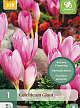 X   1 COLCHICUM GIANT 20/22