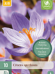 X 10 CROCUS SPECIOSUS 5/+