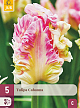X   5 TULIPA CABANNA 12/+