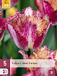 X   5 TULIPA COLOUR FUSION 12/+