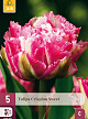 X   5 TULIPA CRISPION SWEET 12/+