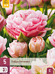 X   5 TULIPA DREAMER 11/12
