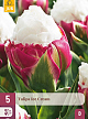 X   5 TULIPA ICE CREAM 11/12