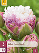 X   3 TULIPA PEGGY WONDER 11/12