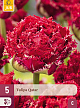 X   5 TULIPA QATAR 12/+