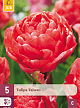 X   5 TULIPA TAIWAN 11/12
