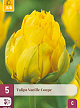X   5 TULIPA VANILLE COUPE 12/+