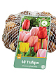 X   40 TULIPA DARWIN HYBRIDE MIX 11/12