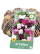 X   35 TULIPA PASTEL MIX 11/12