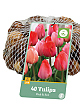 X   40 TULIPA ROZE & ROOD 11/12