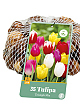 X   35 TULIPA TRIUMPH MIX 11/12