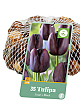 X   35 TULIPA ZWART 10/11