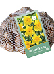 X   40 NARCISSUS GEEL 10/12