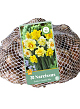 X   30 NARCISSUS DUBBEL MIX 10/12