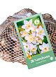 X   30 NARCISSUS BOTANISCH WIT 10/12