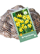 X   50 NARCISSUS  TETE-A-TETE 10/11
