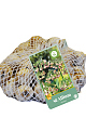 X   40 ALLIUM SICULUM 10/12