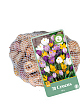X   70 CROCUS MIX 7/8