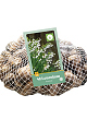 X   40 LEUCOJUM AESTIVUM 8/9
