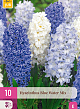 X 10 HYACINTHUS BLUE WATER MIX 14/15