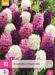 X 10 HYACINTHUS PASTEL MIX 14/15