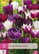 X 12 TULIPA BLUEBERRY MIX 11/12