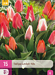 X 15 TULIPA GREIGII MIX 11/12