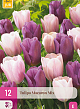 X 12 TULIPA MACARON MIX 11/12