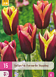 X 15 TULIPA MY FAVOURITE TOPPING 11/12