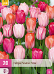 X 20 TULIPA POSITIVE VIBE 11/12
