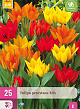 X 25 TULIPA PRAESTANS MIX 8/9