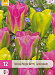 X 12 TULIPA STRAWBERRY LEMONADE 11/12