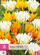 X 15 TULIPA SUNBATH I