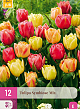 X 12 TULIPA SYMBIOSE MIX 11/12