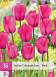 X 15 TULIPA TRIUMPH ROZE 11/12