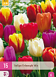 X 15 TULIPA TRIUMPH MIX 11/12