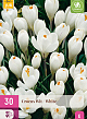 X 30 CROCUS WIT 7/8