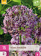 X 15 ALLIUM CHRISTOPHII 10/12