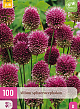 X 100 ALLIUM SPHAEROCEPHALON 5/6
