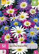 X 50 ANEMONE BLANDA MIX 4/5