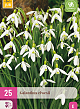 X 25 GALANTHUS ELWESII 5/6