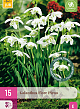 X 15 GALANTHUS FLORE PLENO 5/+