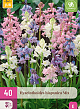 X 40 HYACINTHOIDES HISPANICA MIX 7/8