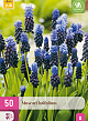 X 50 MUSCARI LATIFOLIUM 5/6