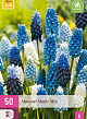 X 50 MUSCARI MAGIC MIX 7/8