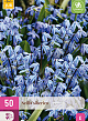 X 50 SCILLA SIBERICA 7/8