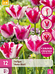 X 12 TULIPA MATA HARI 11/12
