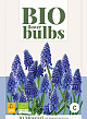 X 10 MUSCARI ARMENIACUM - BIO 7/+