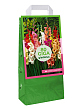 X 1 TAS 80 GLADIOLUS MIX 10/12